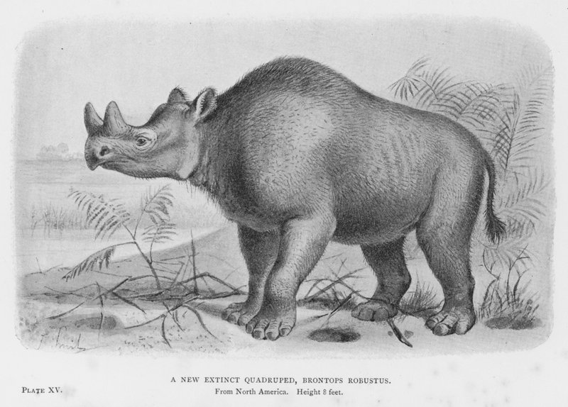 絶滅した新種の四足動物Brontops Robustus(リトグラフ) 作： ヨーロピアンスクール