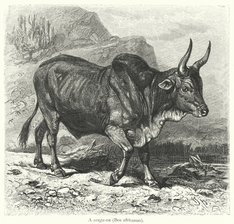 サンガオックス（Bos africanus）（彫刻 作： ヨーロピアンスクール