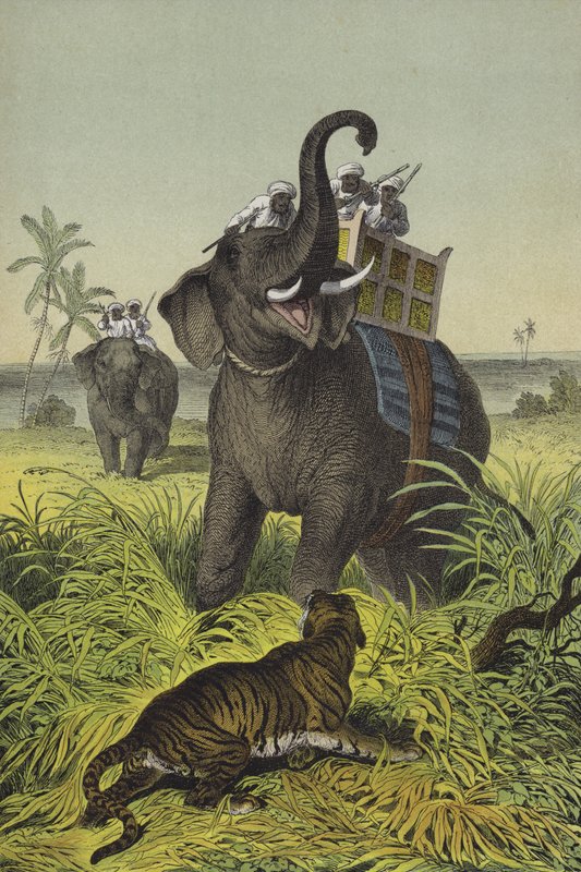 インドの動物と植物（カラーリトグラフ） 作： ヨーロピアンスクール