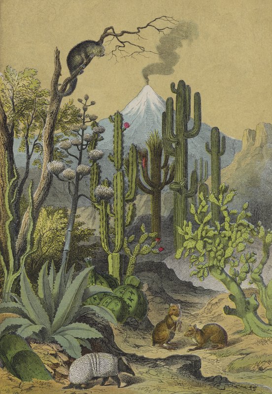 メキシコの動物・植物（カラーリトグラフ） 作： ヨーロピアンスクール