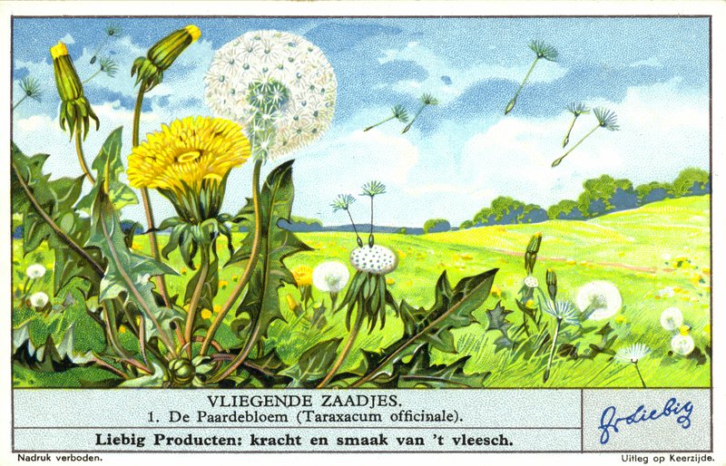 タンポポ（Taraxacum officinale）（クロモリソウ） 作： ヨーロピアンスクール