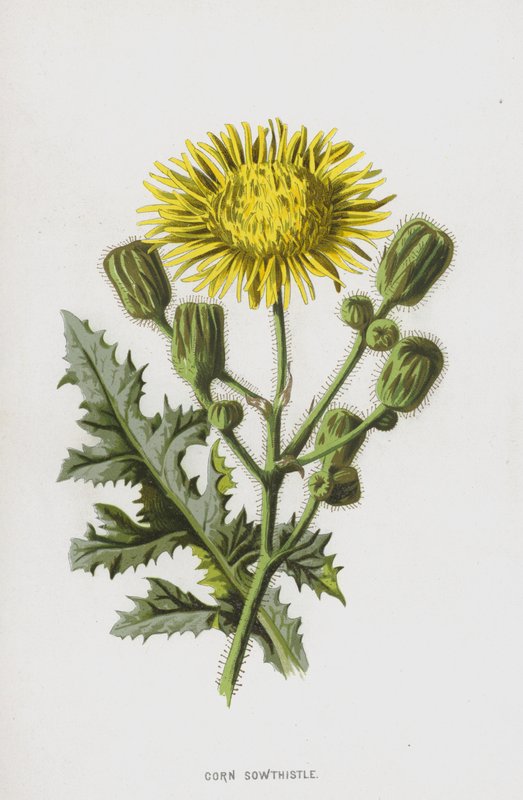 トウモロコシSowthistle（chromolitho） 作： フレデリック・エドワード・フルム