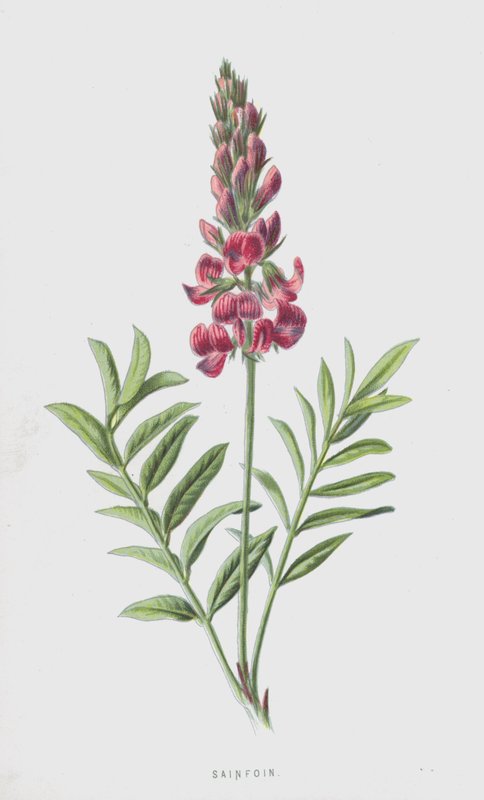 Sainfoin（クロモリト） 作： フレデリック・エドワード・フルム