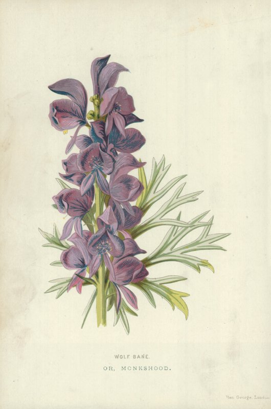 ウルフベイン。または、Monkshood 作： フレデリック・エドワード・フルム