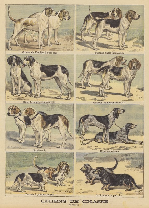 狩猟犬 作： フランス語学校