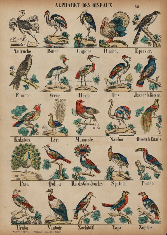 A to Z of birds (カラー・エングレービング) 作： フランス語学校
