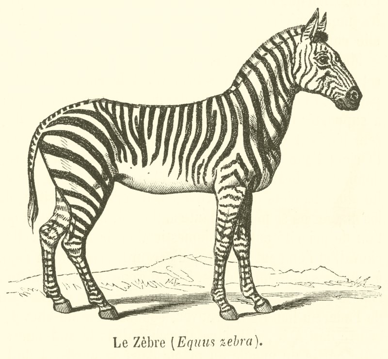 Le Zebre, Equus zebra (Equus zebra) (彫刻) 作： フランス語学校