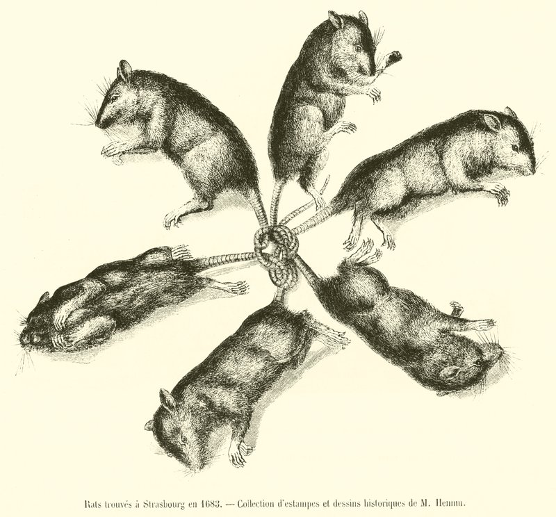 1683年にストラスブールで発見されたネズミ 作： フランス語学校