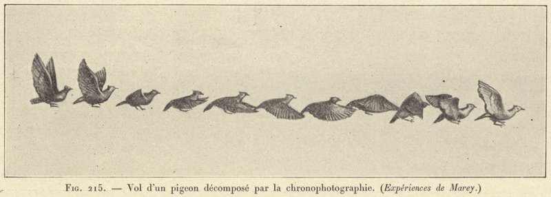 時系列で分解された鳩の飛翔 作： フランス語学校
