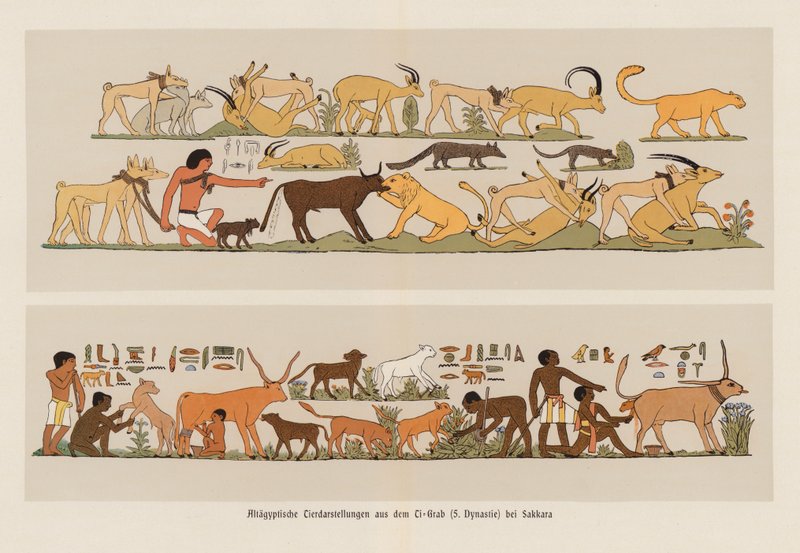 古代エジプトの動物画（カラーリトグラフ） 作： ドイツ語学校