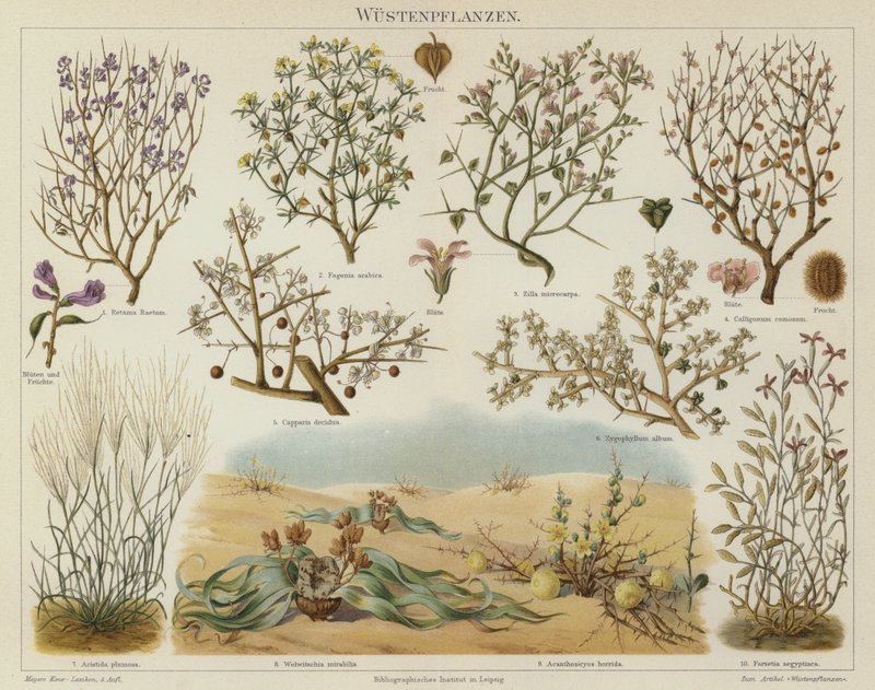 砂漠の植物（カラーリトグラフ 作： ドイツ語学校