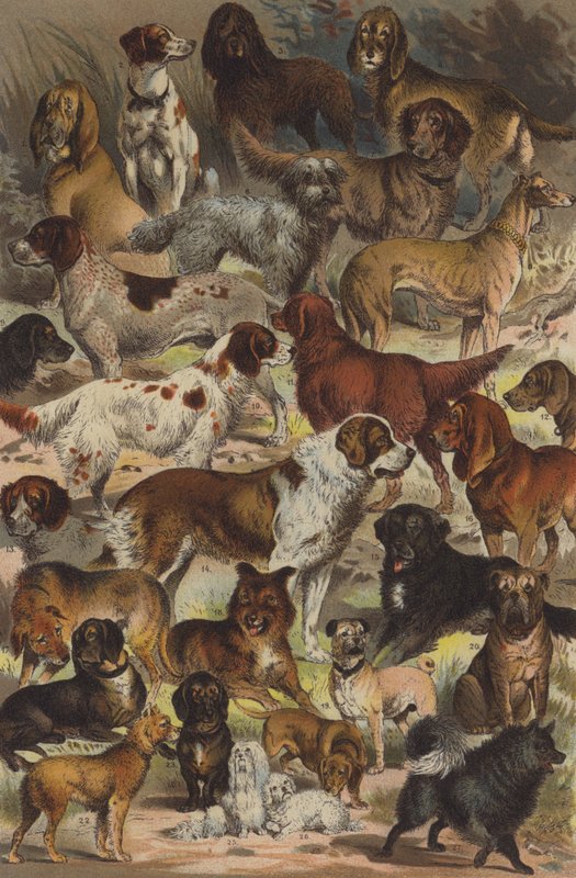 犬の品種 作： ドイツ語学校