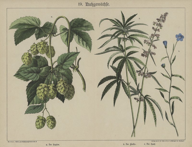 植物（カラーリトグラフ 作： ドイツ語学校