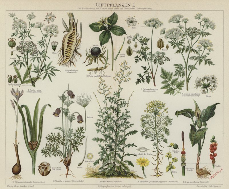 毒のある植物（カラーリトグラフ 作： ドイツ語学校