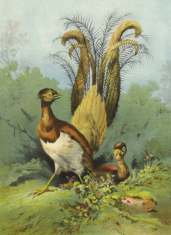 Lyre Bird（クロモリト） 作： ヘクター・ジャコメリ
