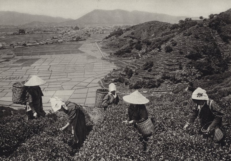 1920年代の日本。お茶の収穫（白黒写真 作： ハーバート・ポンティング