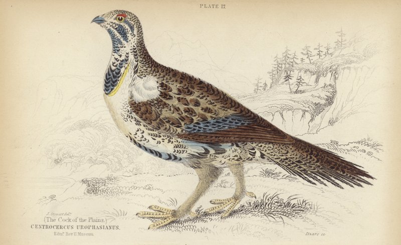 Centrocercus Urophasianus 作： J.スチュワート