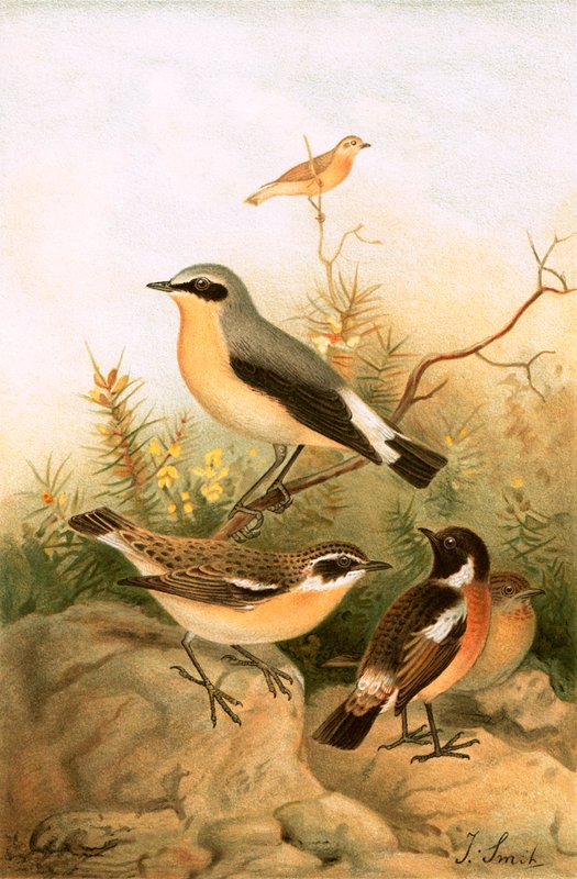 Wheatear、Stonechat、Whinchat 作： ジョセフ・スミット