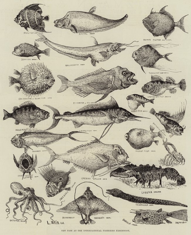 国際水産展での奇妙な魚 作： ルイス・ウェイン