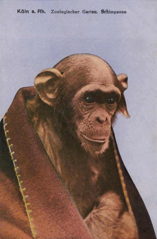 ケルン動物園、チンパンジー（写真 作： 写真家ドイツ語