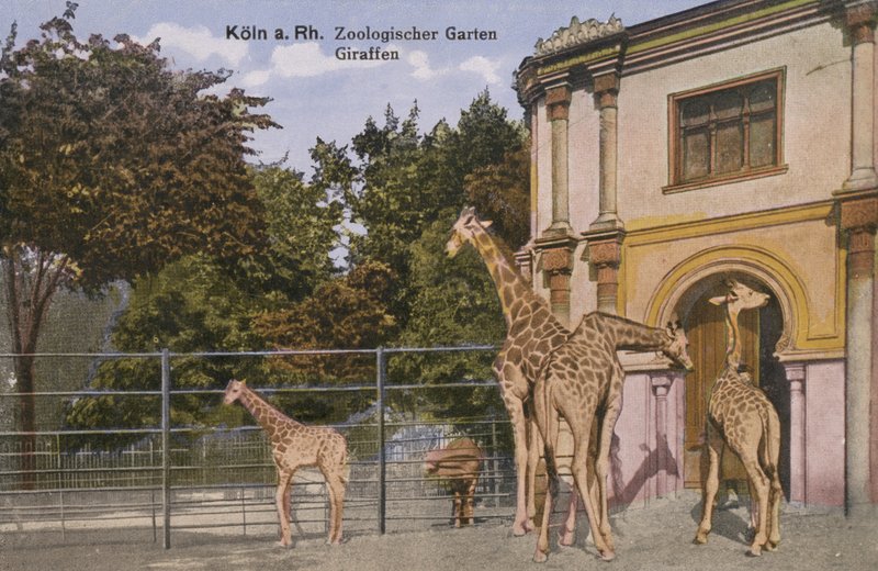 ケルン動物園、キリン（写真 作： 写真家ドイツ語