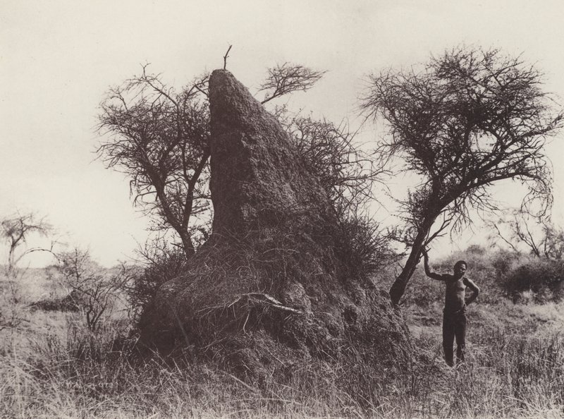 マンモス・アンテアプ（モノクロ写真 作： 南アフリカの写真家