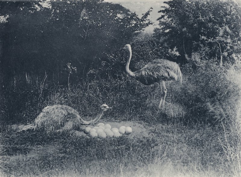 ダチョウと卵（モノクロ写真 作： 南アフリカの写真家