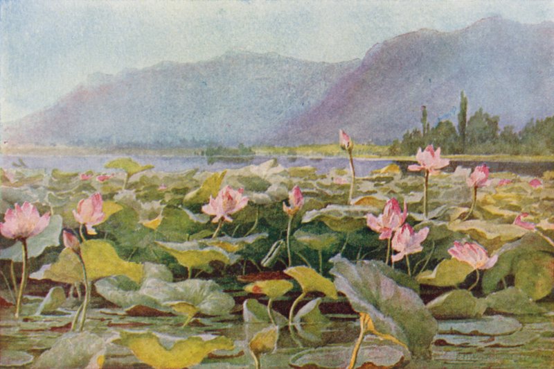 ダル湖の蓮の花 作： 不明不明
