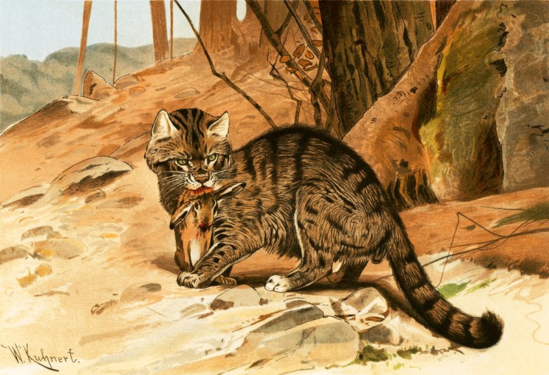 野生の猫 作： ウィルヘルム・クナート